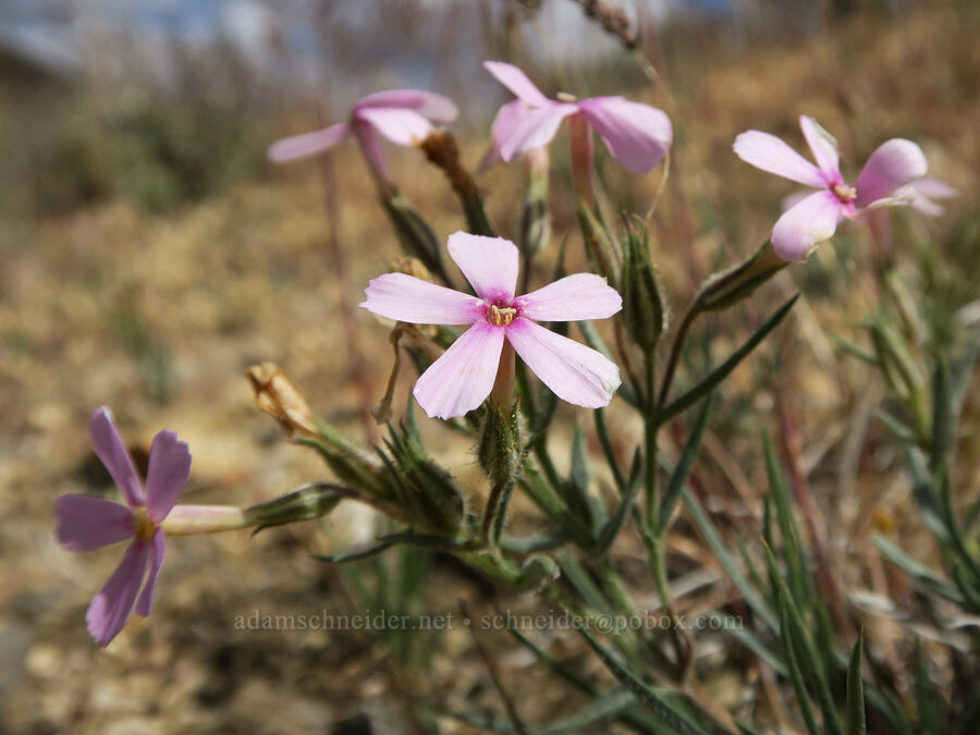 sagebrush phlox (Phlox aculeata) [Succor Creek Road, Malheur County, Oregon]