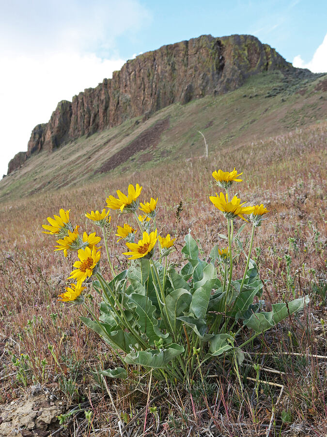 arrow-leaf balsamroot (Balsamorhiza sagittata) [Succor Creek Road, Malheur County, Oregon]