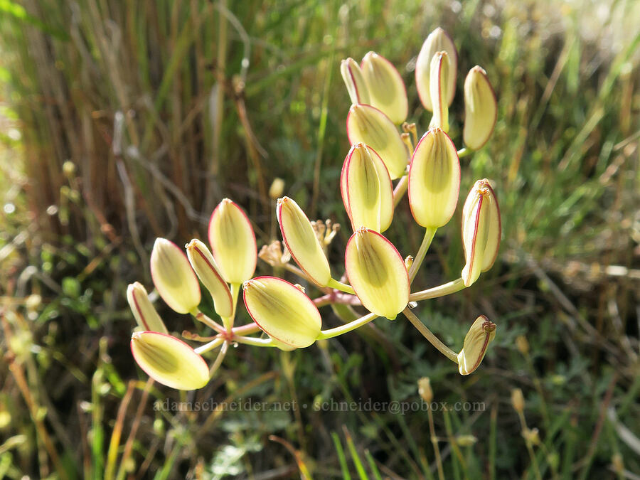 Canby's desert parsley, going to seed (Lomatium canbyi (Cogswellia canbyi)) [Succor Creek Road, Malheur County, Oregon]