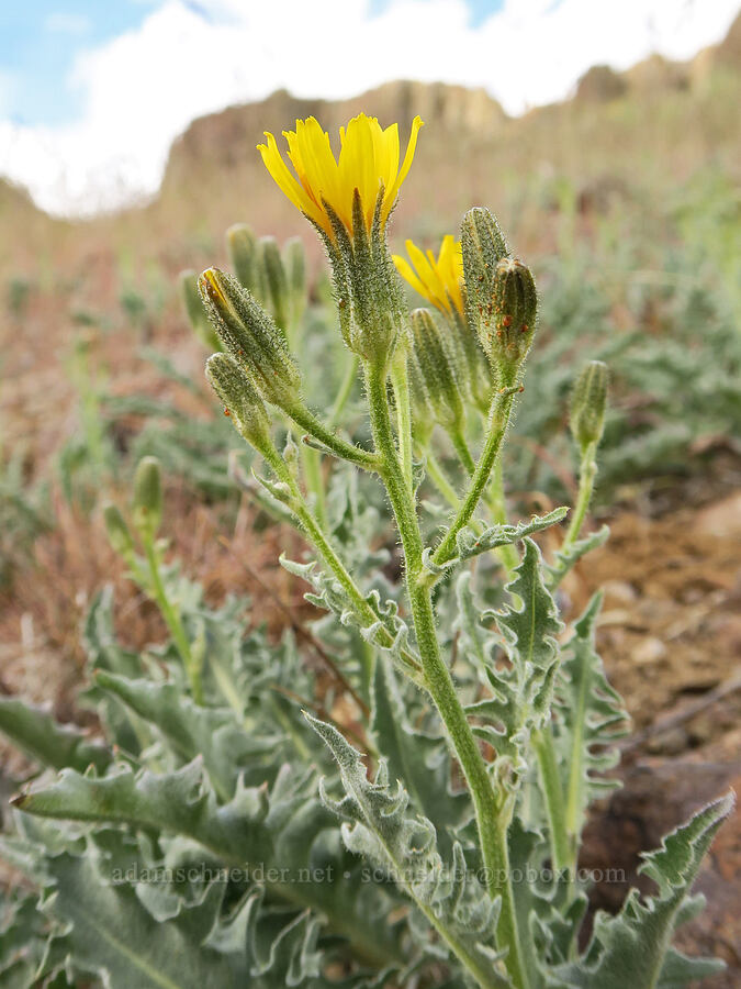 western hawksbeard (Crepis occidentalis) [Succor Creek Road, Malheur County, Oregon]
