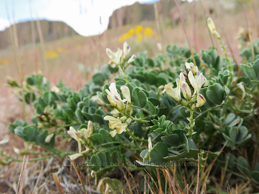 Snake milk-vetch (Astragalus iodanthus var. diaphanoides) [Succor Creek Road, Malheur County, Oregon]