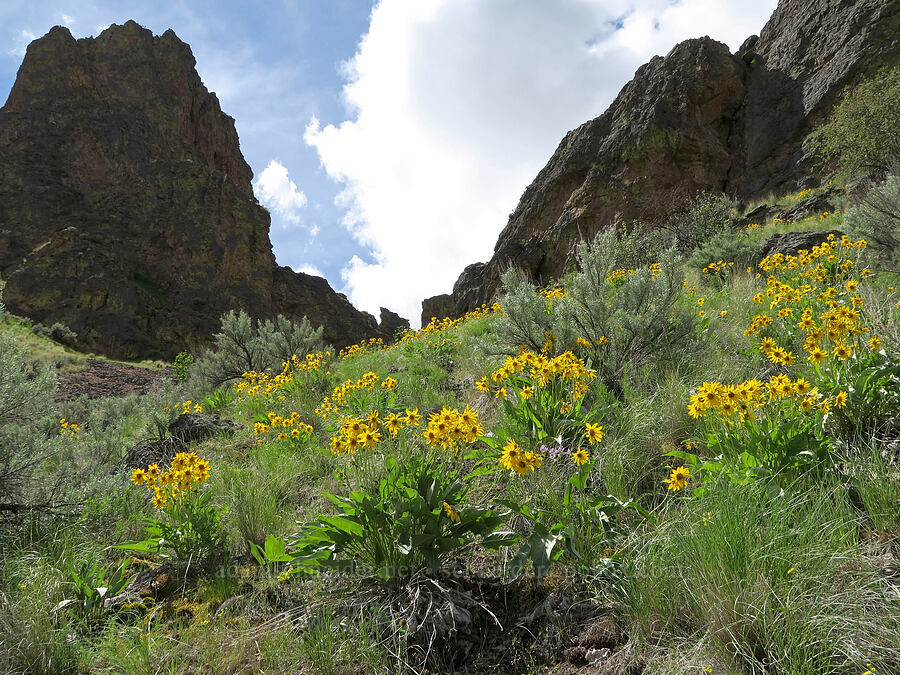 arrow-leaf balsamroot (Balsamorhiza sagittata) [Succor Creek Road, Malheur County, Oregon]