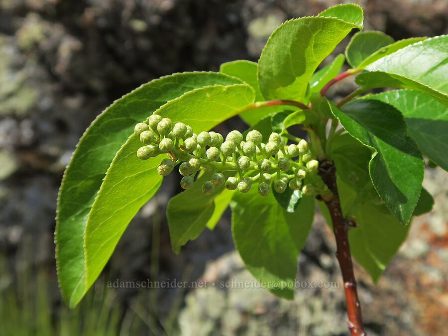 chokecherry, budding (Prunus virginiana) [Succor Creek Road, Malheur County, Oregon]