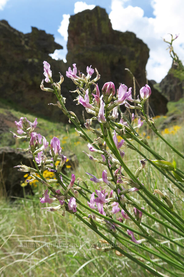 Idaho milk-vetch (Astragalus conjunctus) [Succor Creek Road, Malheur County, Oregon]