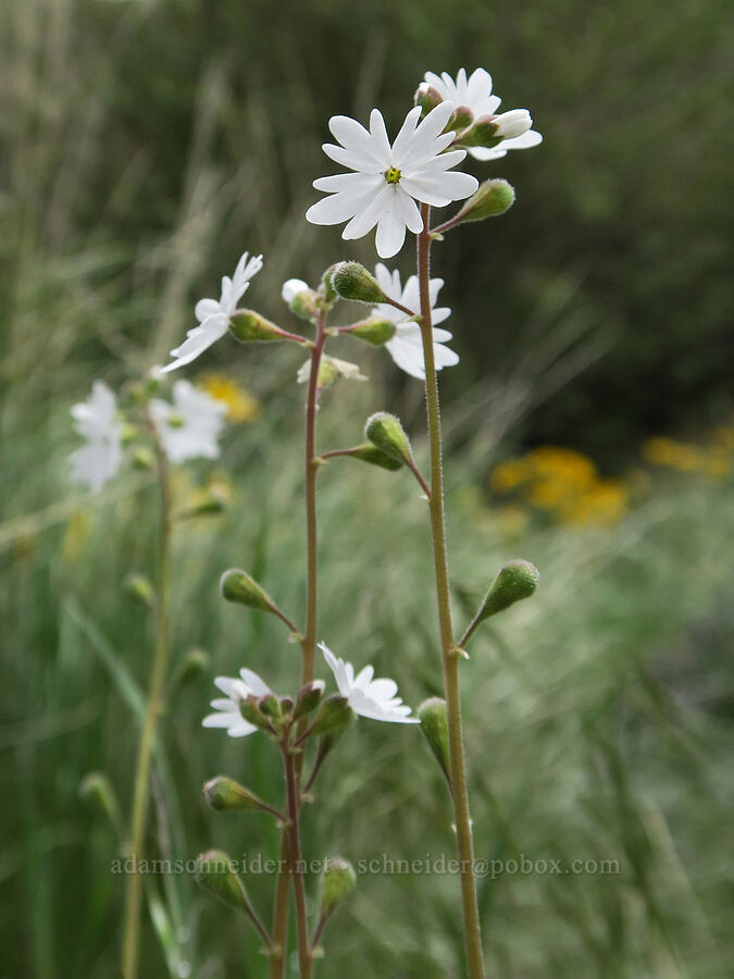 prairie stars (Lithophragma parviflorum) [Succor Creek Road, Malheur County, Oregon]