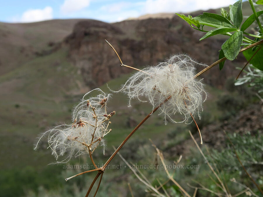 last year's clematis seeds (Clematis ligusticifolia) [Succor Creek Road, Malheur County, Oregon]