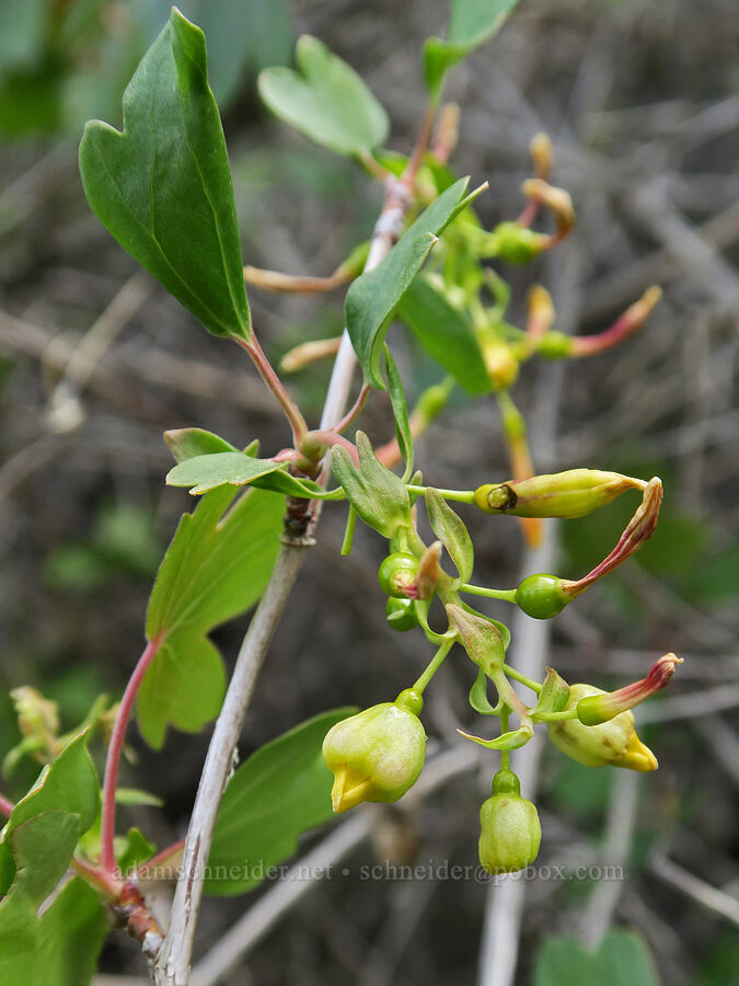 golden currant, going to seed (Ribes aureum) [Succor Creek Road, Malheur County, Oregon]