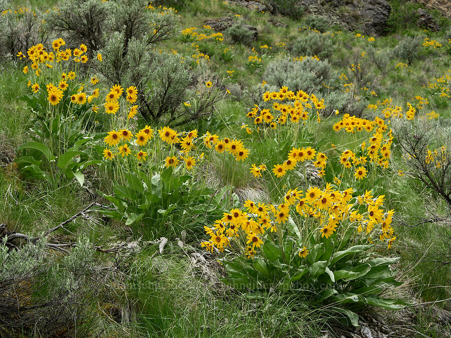 arrow-leaf balsamroot (Balsamorhiza sagittata) [Succor Creek Road, Malheur County, Oregon]