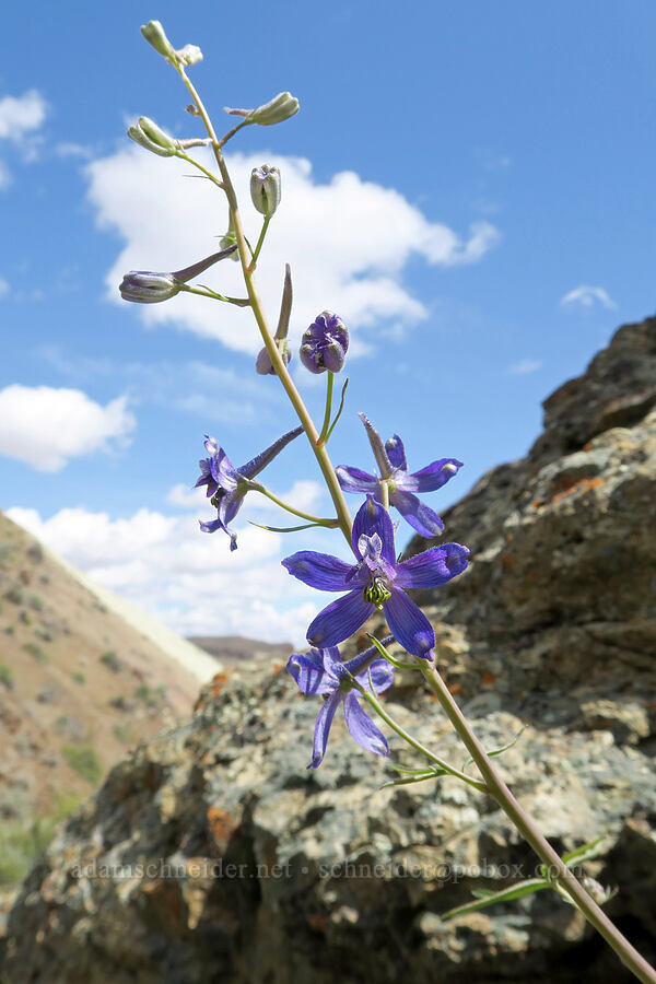 desert larkspur (Delphinium andersonii (Delphinium scaposum var. andersonii)) [Succor Creek Road, Malheur County, Oregon]