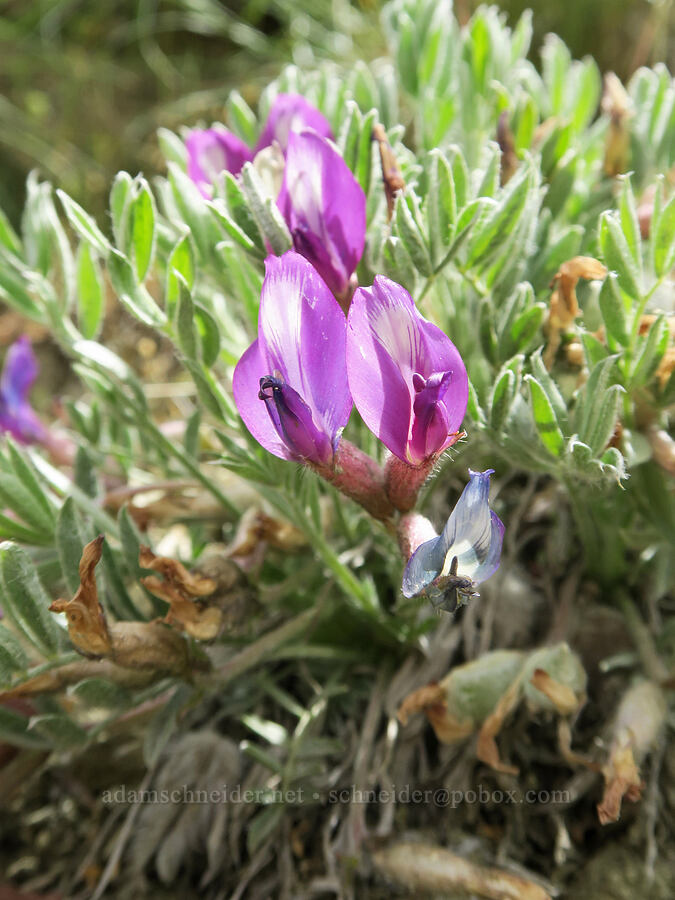 woolly-pod milk-vetch (Astragalus purshii) [Succor Creek Road, Malheur County, Oregon]