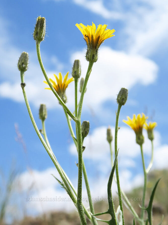 slender hawksbeard (Crepis atribarba) [Succor Creek Road, Malheur County, Oregon]