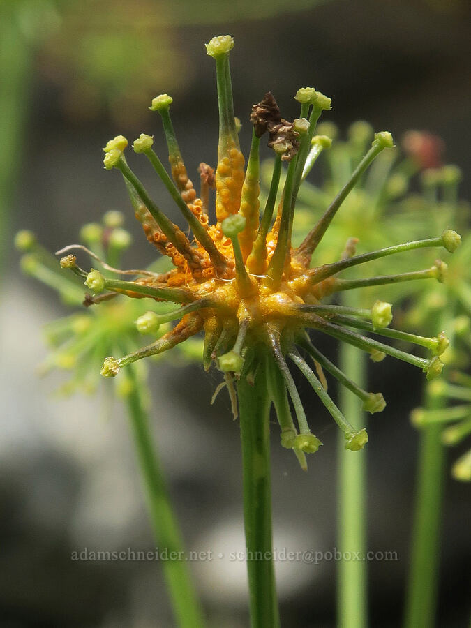 rust fungus on fern-leaf desert parsley (Puccinia jonesii, Lomatium multifidum (Lomatium dissectum var. multifidum)) [Succor Creek Road, Malheur County, Oregon]
