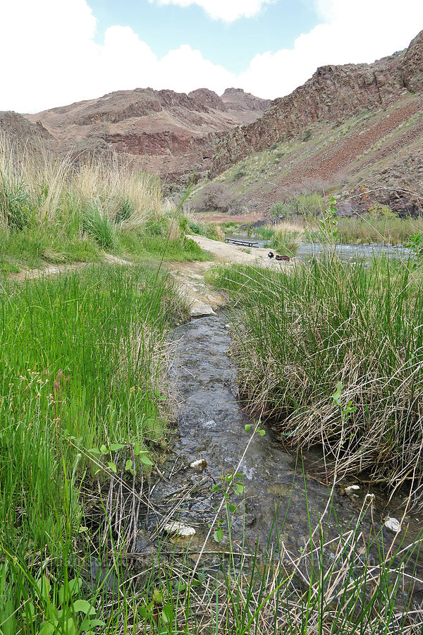 hot stream [Snively Hot Springs, Malheur County, Oregon]