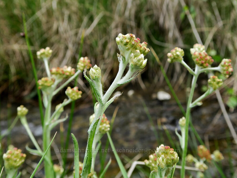 red-tip rabbit-tobacco (Jersey cudweed) (Pseudognaphalium luteoalbum (Gnaphalium luteoalbum)) [Snively Hot Springs, Malheur County, Oregon]