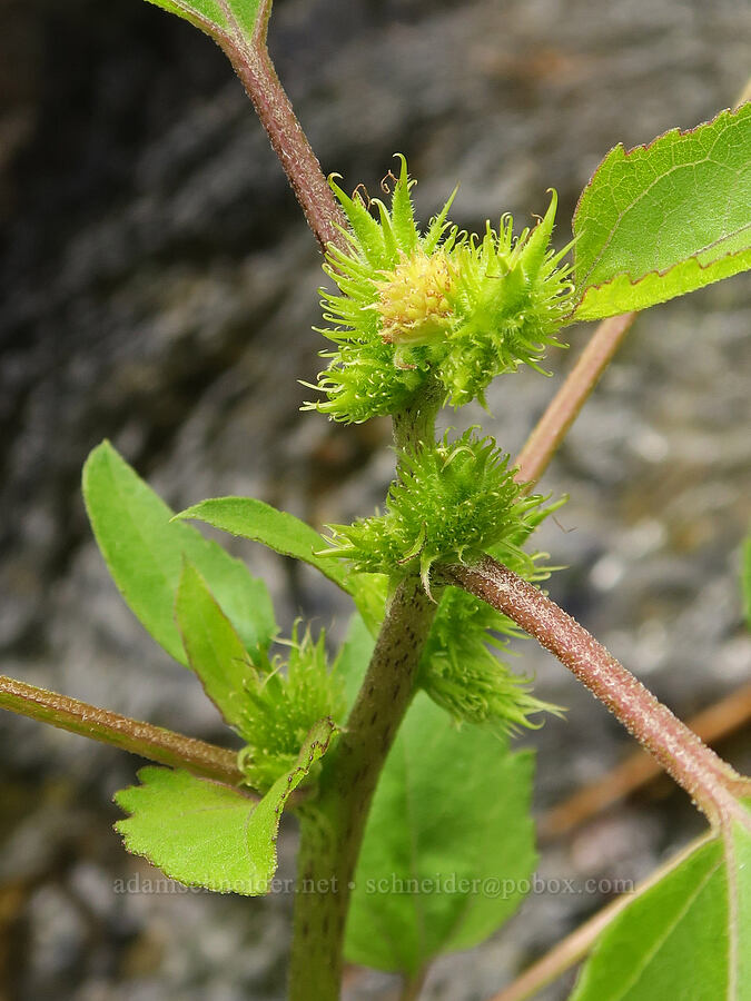 cockle-bur (Xanthium strumarium) [Snively Hot Springs, Malheur County, Oregon]