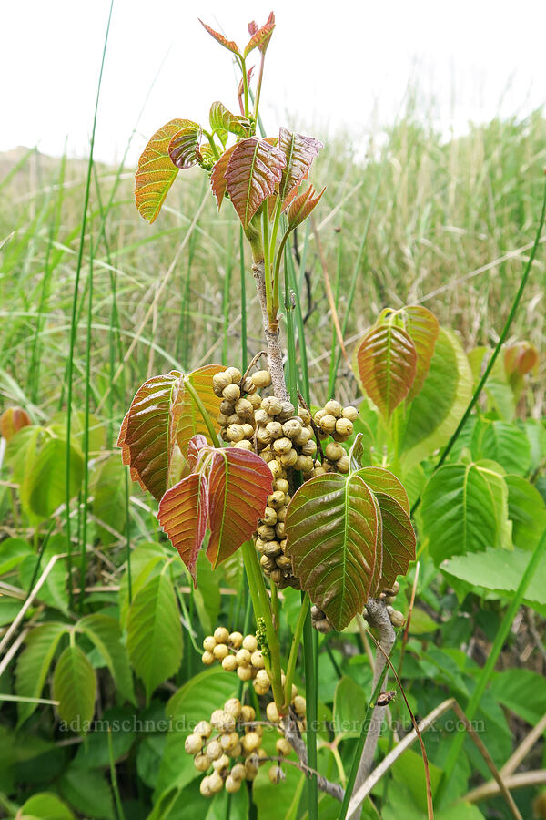 poison-ivy leaves & last year's berries (Toxicodendron rydbergii (Rhus rydbergii)) [Snively Hot Springs, Malheur County, Oregon]