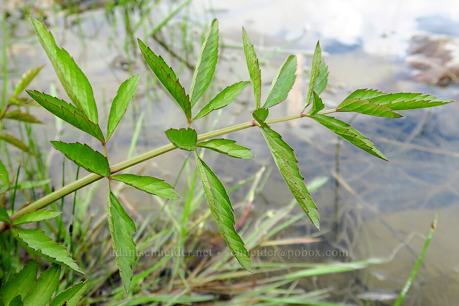 western water-hemlock (Cicuta douglasii) [Snively Hot Springs, Malheur County, Oregon]
