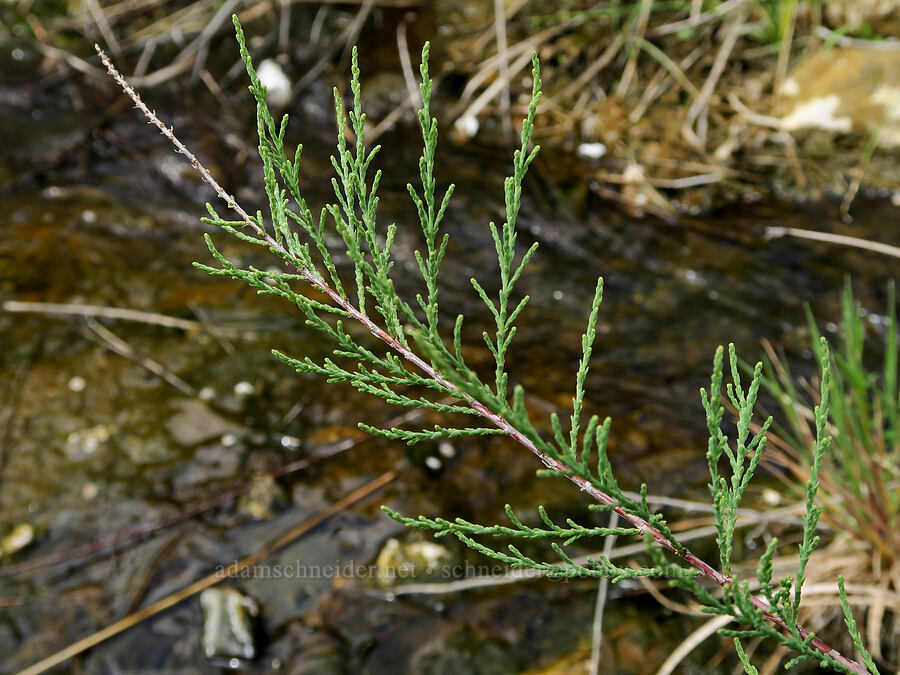 tamarisk leaves (Tamarix sp.) [Snively Hot Springs, Malheur County, Oregon]