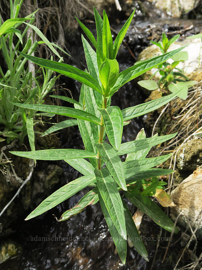 purple loosestrife leaves (Lythrum salicaria) [Snively Hot Springs, Malheur County, Oregon]