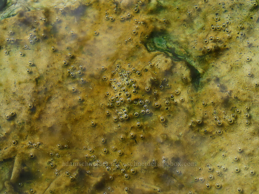 hot water [Snively Hot Springs, Malheur County, Oregon]