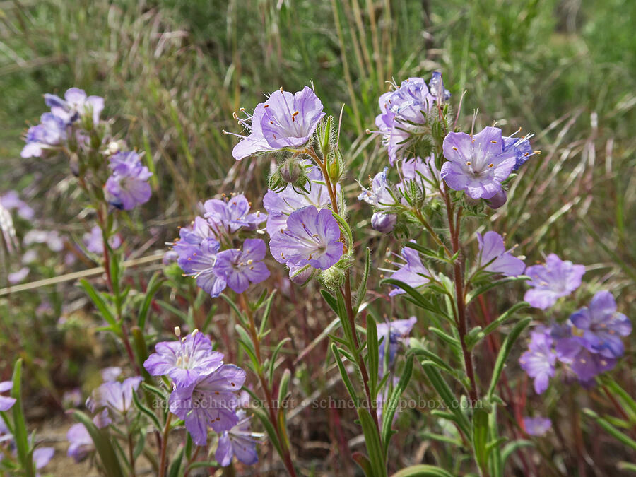 thread-leaf phacelia (Phacelia linearis) [Owyhee Lake Road, Malheur County, Oregon]