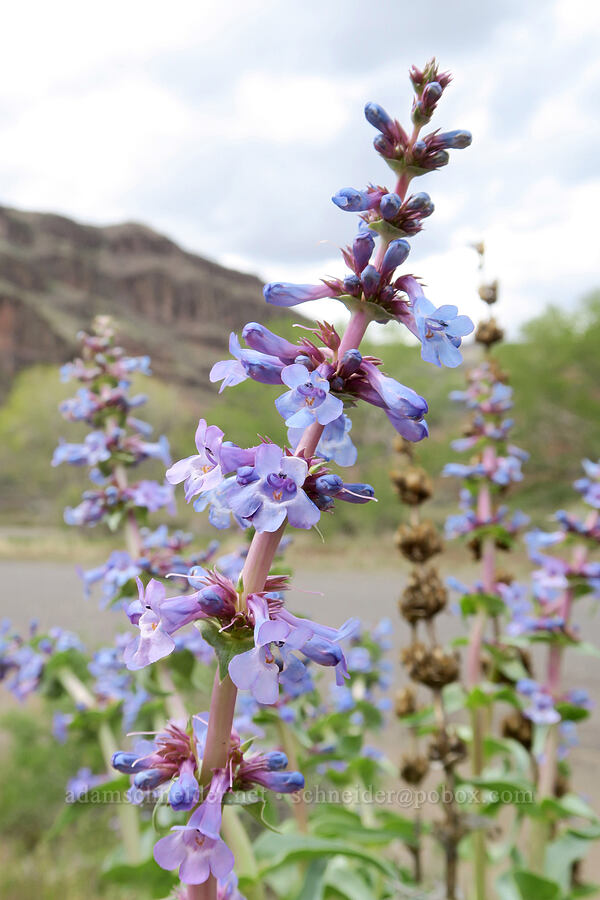 sharp-leaf penstemon (Penstemon acuminatus var. latebracteatus) [Owyhee Lake Road, Malheur County, Oregon]