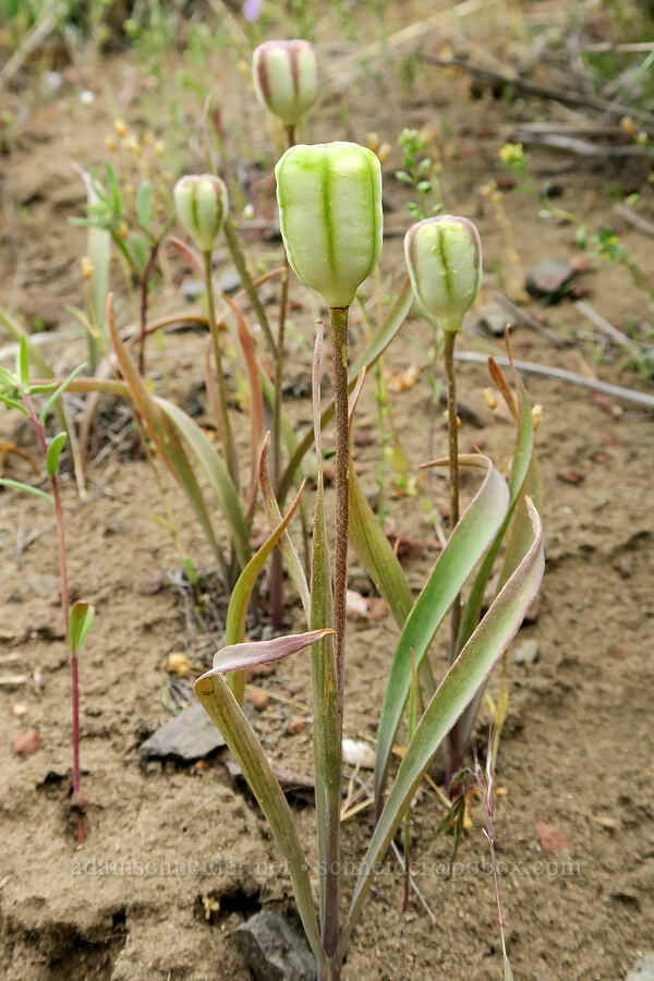 yellow bells seed pods (Fritillaria pudica) [Owyhee Lake Road, Malheur County, Oregon]