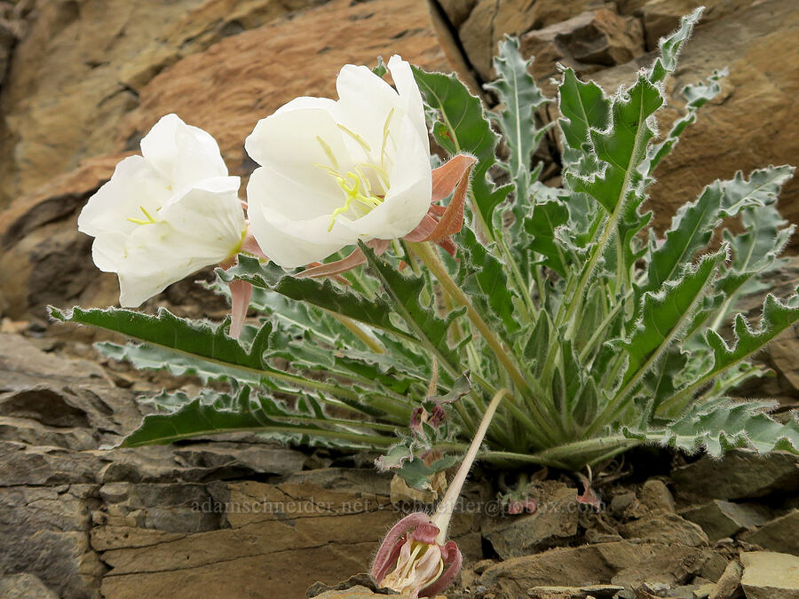 tufted evening-primrose (Oenothera caespitosa (Oenothera cespitosa)) [Owyhee Lake Road, Malheur County, Oregon]