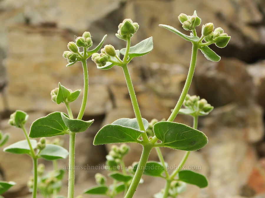 desert four o'clock (wishbone bush), budding (Mirabilis laevis var. retrorsa) [Owyhee Lake Road, Malheur County, Oregon]