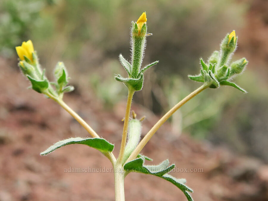 white-stem blazing-star (Mentzelia albicaulis) [Owyhee Lake Road, Malheur County, Oregon]