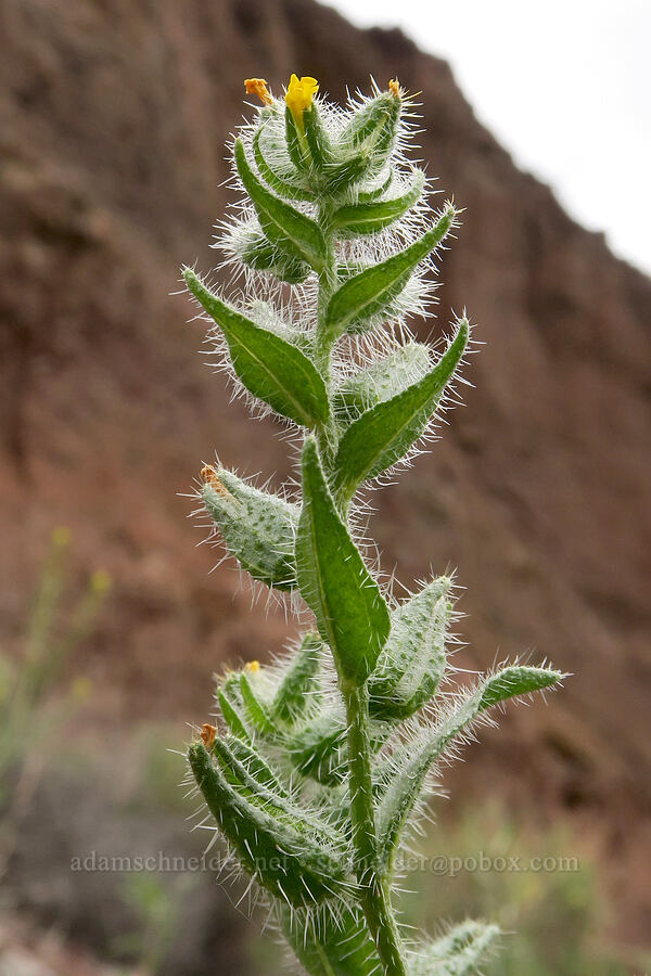 bristly fiddleneck (Amsinckia tessellata) [Owyhee Lake Road, Malheur County, Oregon]