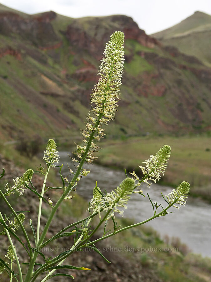 cut-leaf thelypody (Thelypodium laciniatum) [Owyhee Lake Road, Malheur County, Oregon]