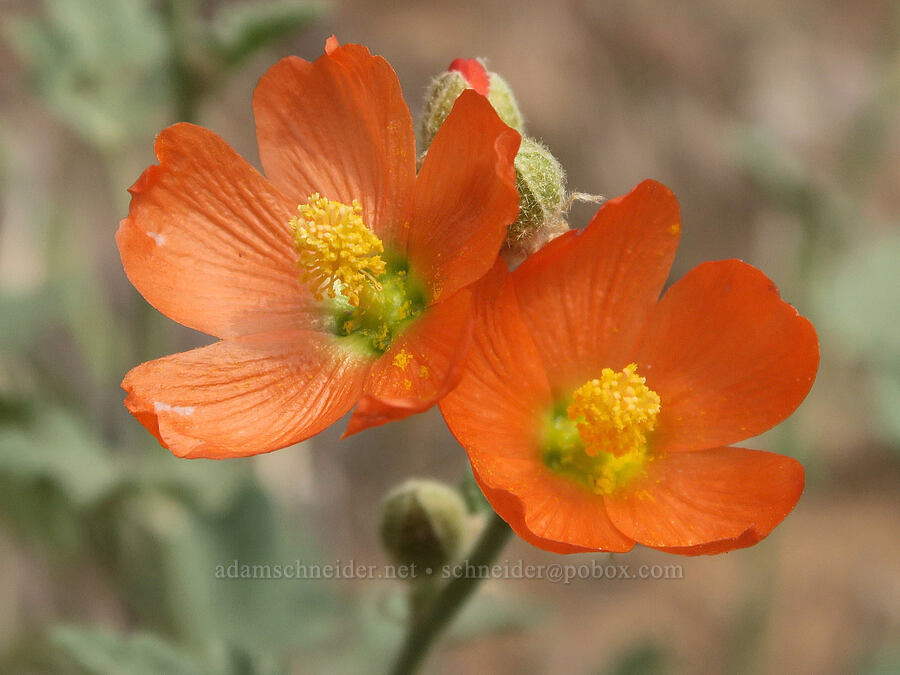 white-stem globe-mallow (Sphaeralcea munroana) [Owyhee Lake Road, Malheur County, Oregon]