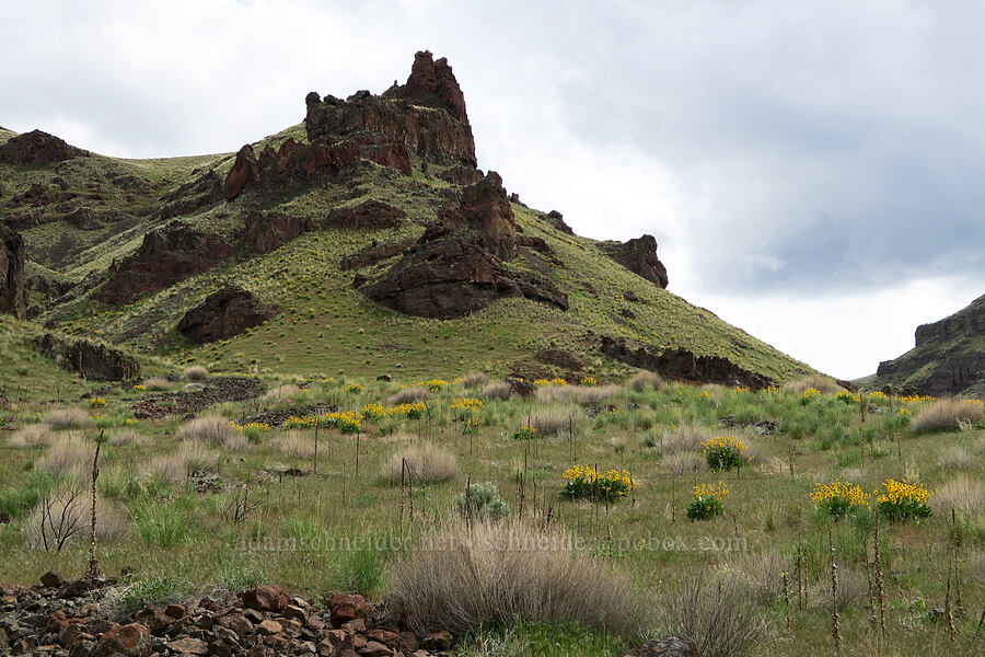 balsamroot & crags (Balsamorhiza sagittata) [Owyhee Lake Road, Malheur County, Oregon]