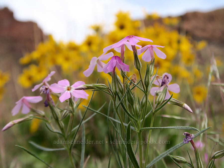 long-leaf phlox (Phlox longifolia) [Owyhee Lake Road, Malheur County, Oregon]