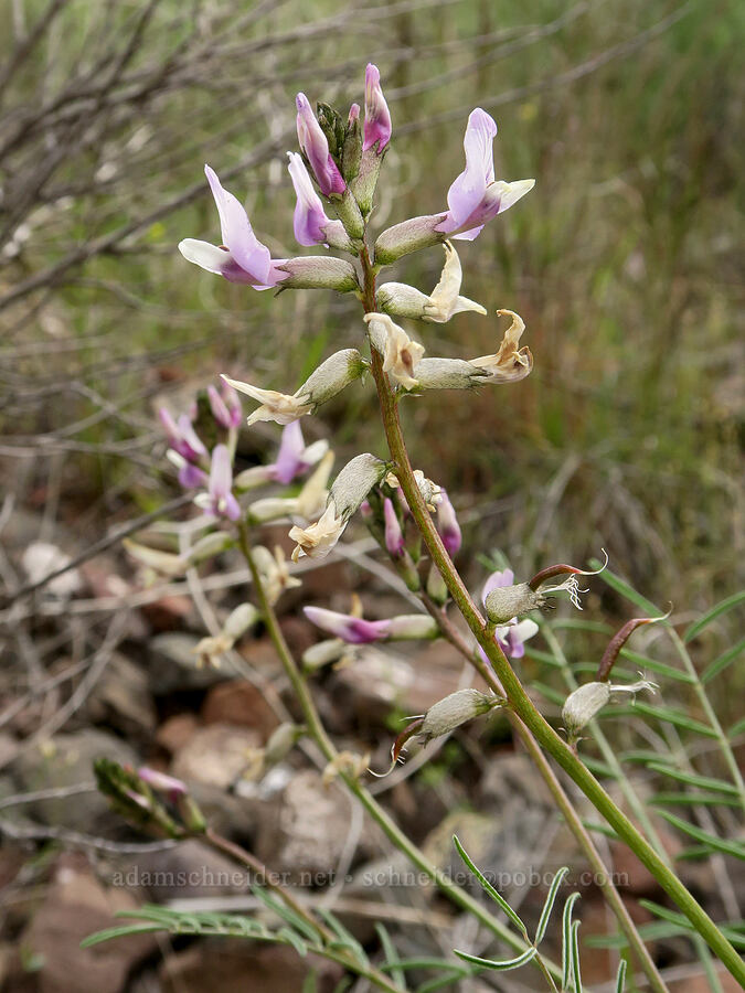 purple hermit milk-vetch (Astragalus eremiticus) [Owyhee Lake Road, Malheur County, Oregon]