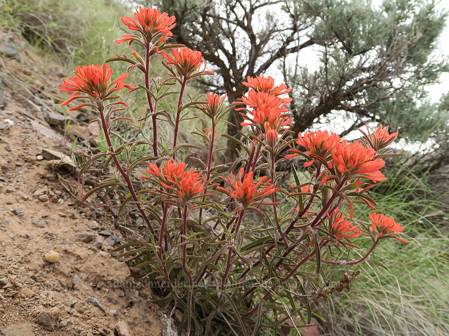 desert paintbrush (Castilleja chromosa) [Owyhee Lake Road, Malheur County, Oregon]