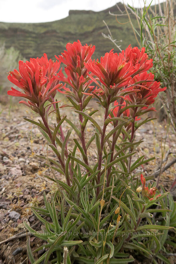 paintbrush (Castilleja sp.) [Owyhee Dam, Malheur County, Oregon]
