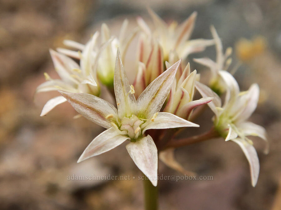Nevada onion (Allium nevadense) [Owyhee Dam, Malheur County, Oregon]