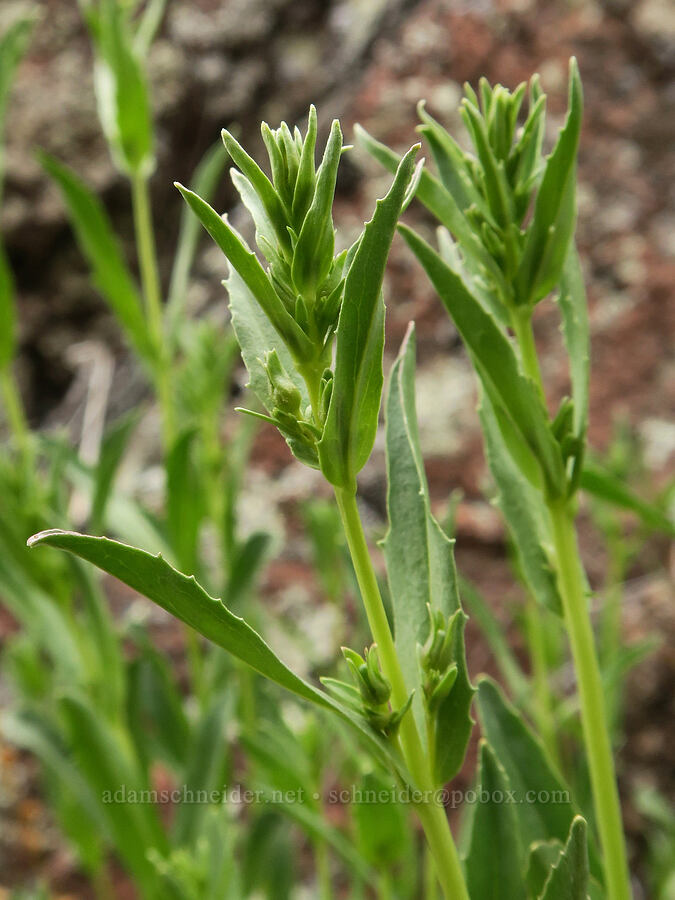 hot rock penstemon leaves (Penstemon deustus) [Owyhee Dam, Malheur County, Oregon]