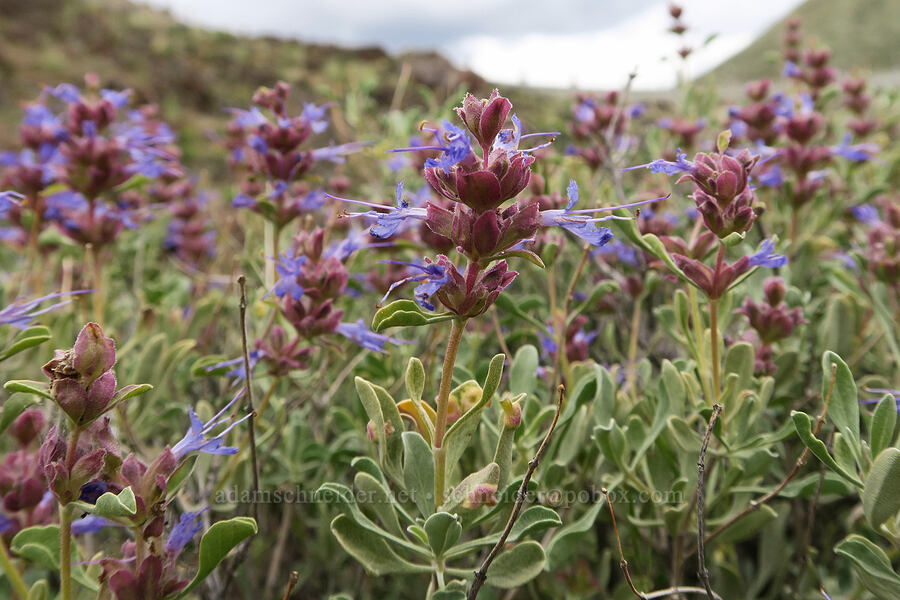 purple sage (Salvia dorrii) [Owyhee Dam, Malheur County, Oregon]