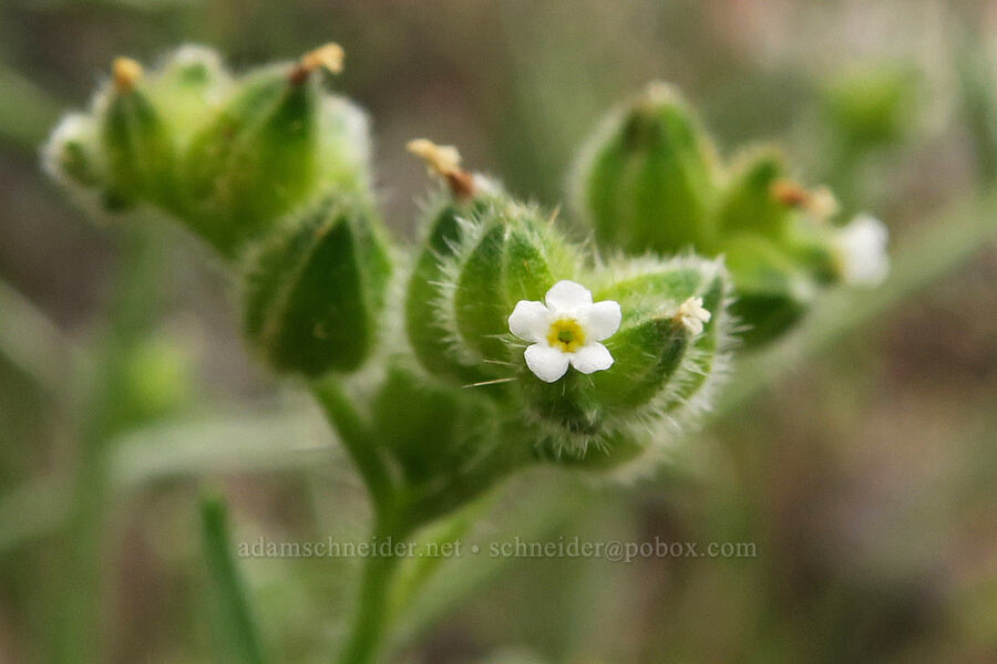 wing-nut cryptantha (Cryptantha pterocarya) [Owyhee Dam, Malheur County, Oregon]