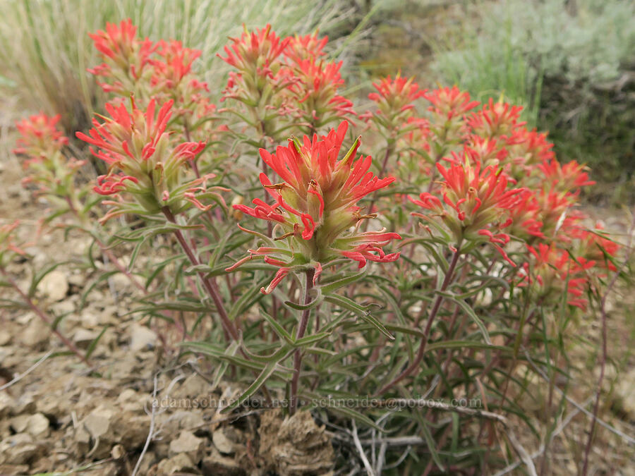paintbrush (Castilleja sp.) [Owyhee Dam, Malheur County, Oregon]