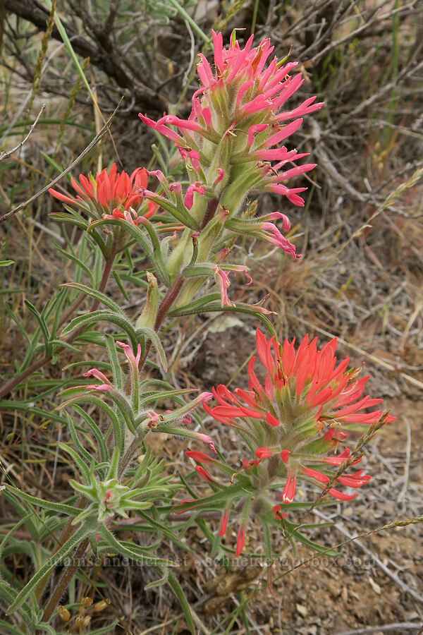 two colors of northwestern paintbrush (Castilleja angustifolia var. angustifolia) [Owyhee Dam, Malheur County, Oregon]