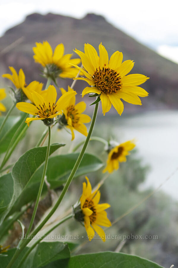 arrow-leaf balsamroot & Lake Owyhee (Balsamorhiza sagittata) [Lake Owyhee, Malheur County, Oregon]