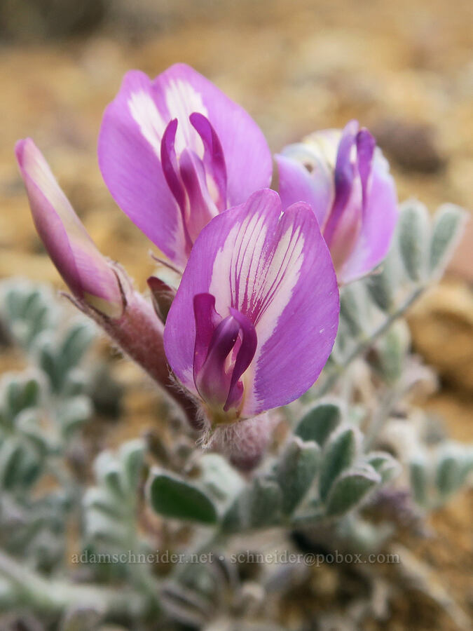 cobblestone milk-vetch (Astragalus nudisiliquus) [Lake Owyhee, Malheur County, Oregon]