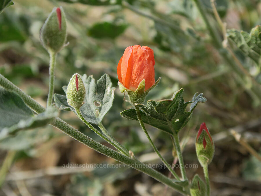 white-stem globe-mallow, budding (Sphaeralcea munroana) [Lake Owyhee State Park, Malheur County, Oregon]