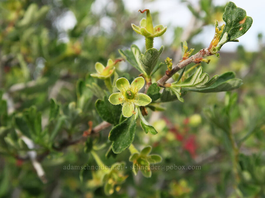 antelope bitter-brush sepals (Purshia tridentata) [Lake Owyhee State Park, Malheur County, Oregon]