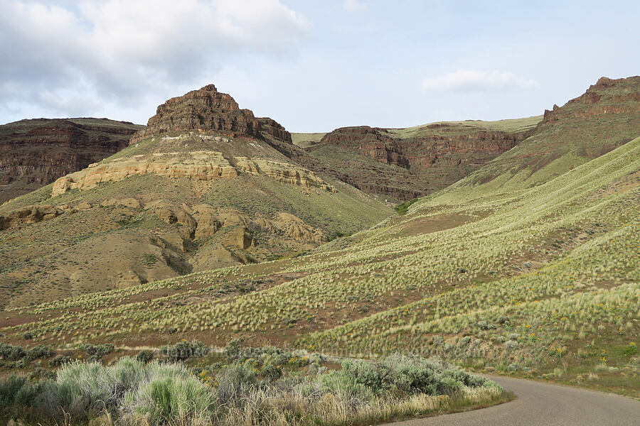 bunchgrass slopes [Lake Owyhee, Malheur County, Oregon]