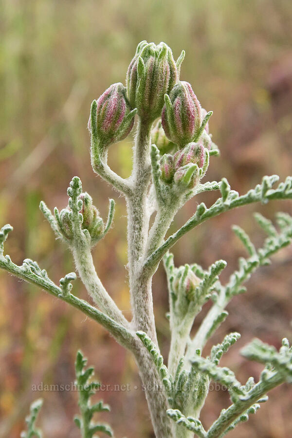 Douglas' pincushion, budding (Chaenactis douglasii) [Owyhee Lake Road, Malheur County, Oregon]